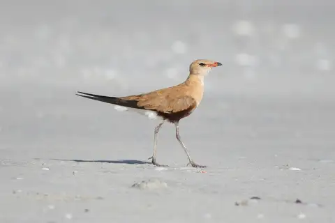 Australian Pratincole