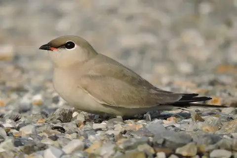 Small Pratincole