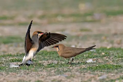 Oriental Pratincole