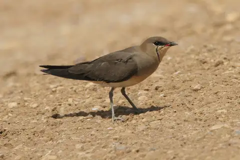 Black-winged Pratincole