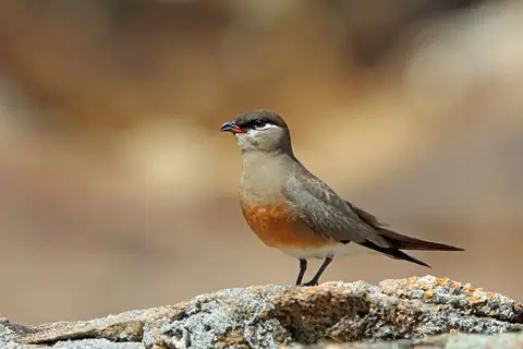 Madagascar Pratincole