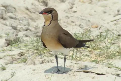 Collared Pratincole