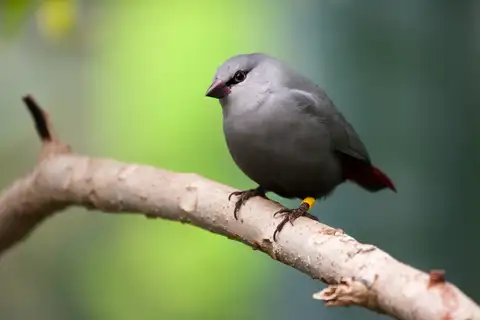 Lavender Waxbill