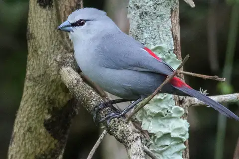 Grey Waxbill