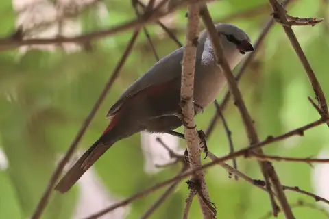 Cinderella Waxbill