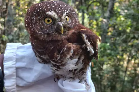 Albertine Owlet
