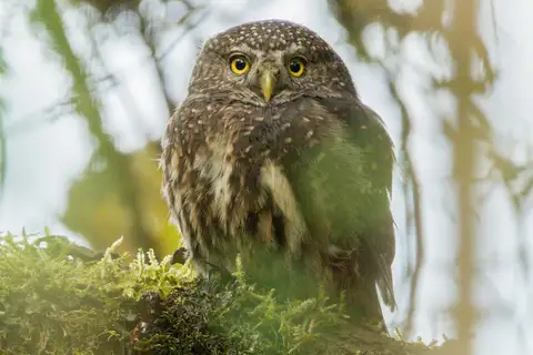Yungas Pygmy Owl