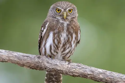 Ferruginous Pygmy Owl