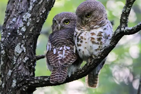 African Barred Owlet