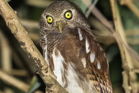 Javan Owlet