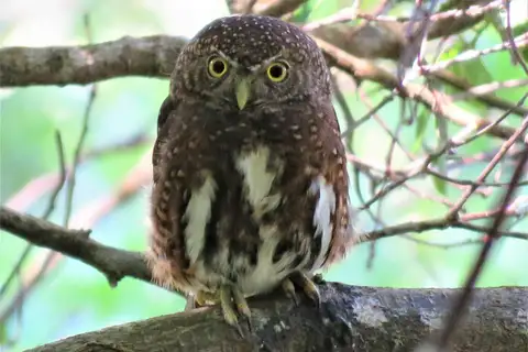 Costa Rican Pygmy Owl