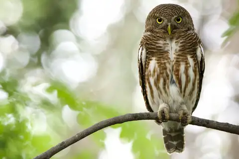Asian Barred Owlet