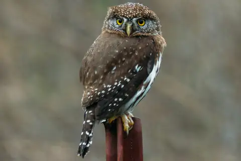 Northern Pygmy Owl