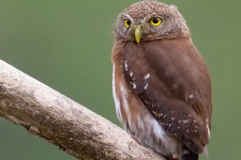 Central American Pygmy Owl
