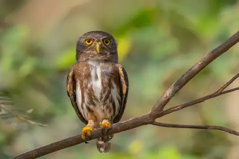 Amazonian Pygmy Owl