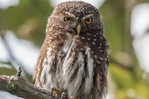 Andean Pygmy Owl