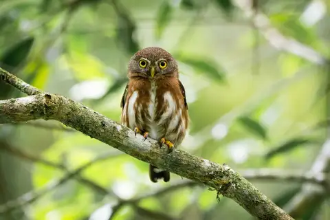 East Brazilian Pygmy Owl