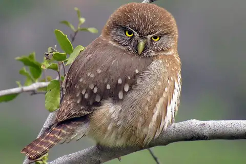 Austral Pygmy Owl