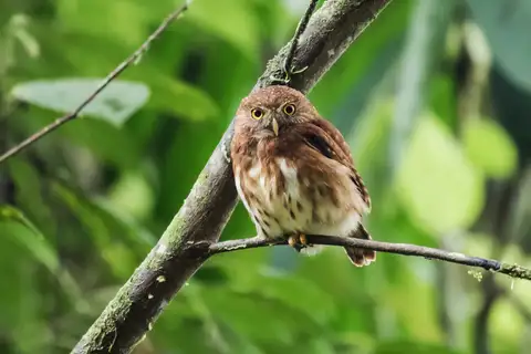 Cloud-forest Pygmy Owl