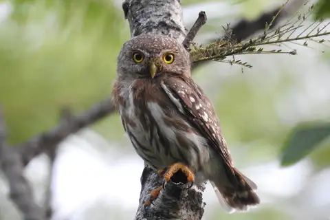 Colima Pygmy Owl