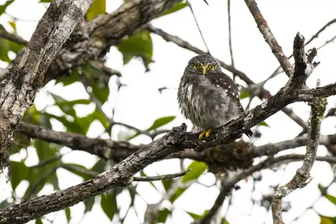 Subtropical Pygmy Owl