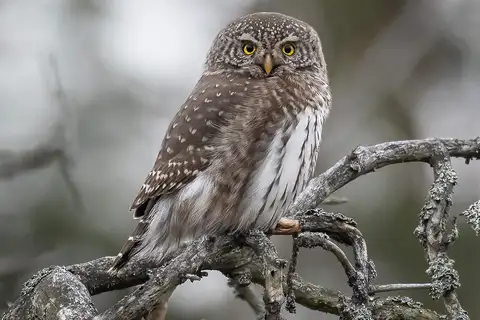 Eurasian Pygmy Owl
