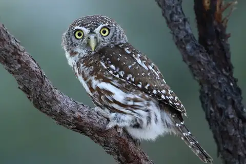 Pearl-spotted Owlet