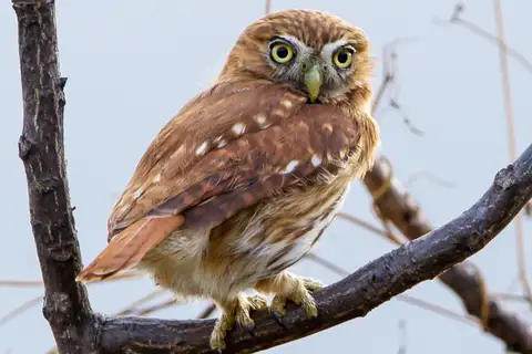 Pacific Pygmy Owl