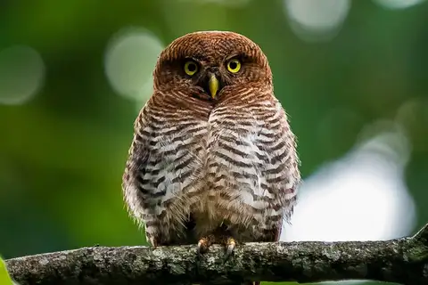 Jungle Owlet