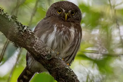 Tamaulipas Pygmy Owl