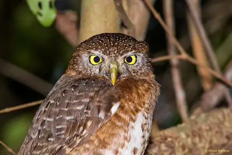 Cuban Pygmy Owl