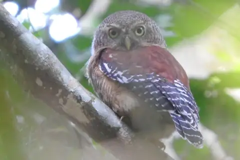 Sjöstedt's Barred Owlet
