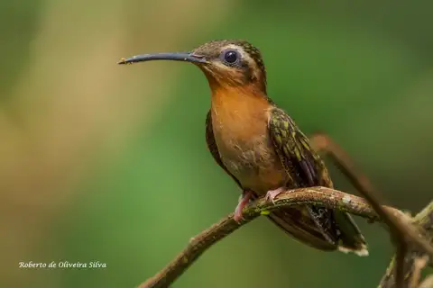 Hook-billed Hermit