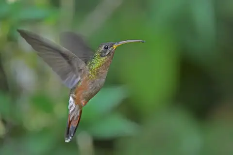 Rufous-breasted Hermit