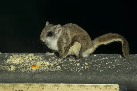 Northern Flying Squirrel