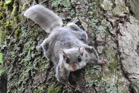 Southern Flying Squirrel