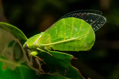 Bottle Cicada