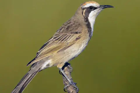 Tawny-crowned Honeyeater