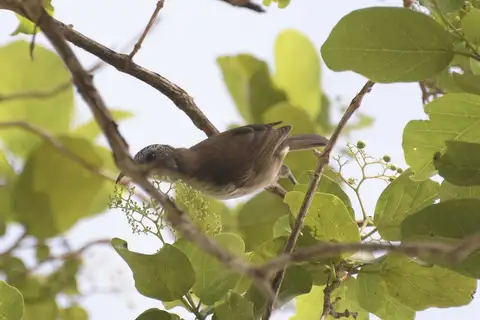 White-bellied Honeyeater