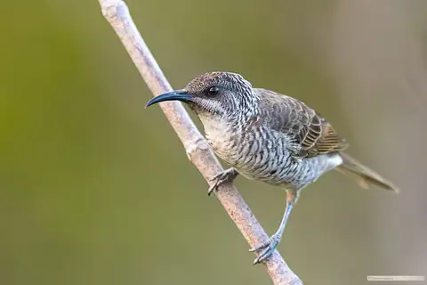 Barred Honeyeater