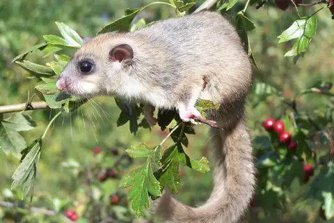 European Fat Dormouse