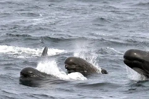 Long-finned Pilot Whale