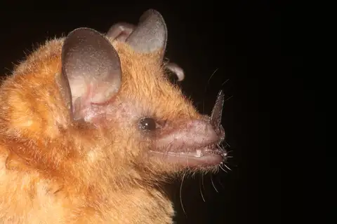 Merriam's Long-tongued Bat