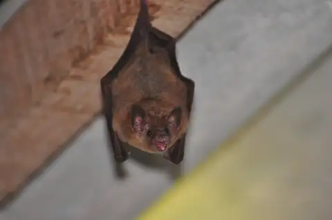 Pallas's Long-tongued Bat