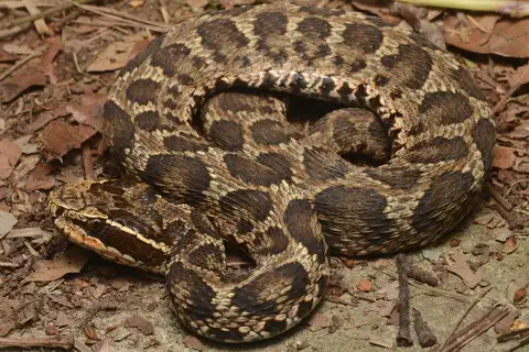 Short-tailed Mamushi