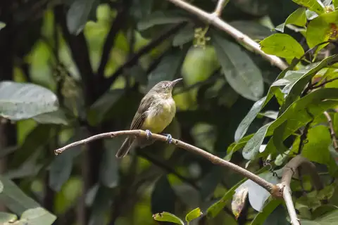 Green-backed Honeyeater