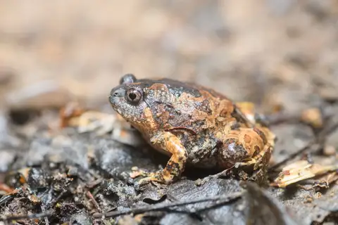 Burmese Squat Frog
