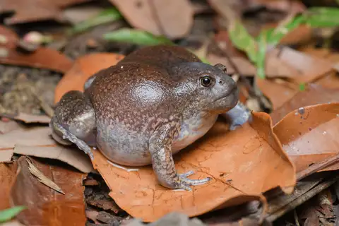 Blunt-headed Balloon Frog