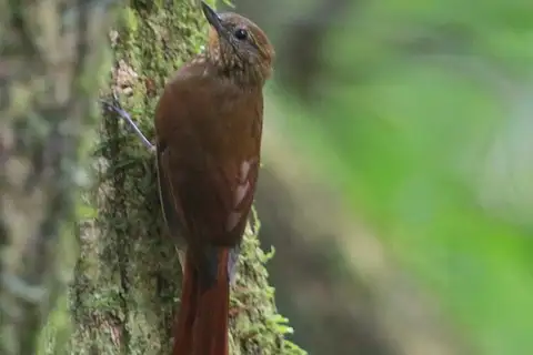 Wedge-billed Woodcreeper