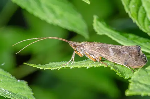 Mottled Sedge